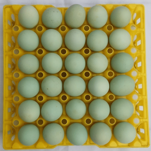 Telur Bebek Asin Masir Orange Tidak Amis - Asin Berminyak