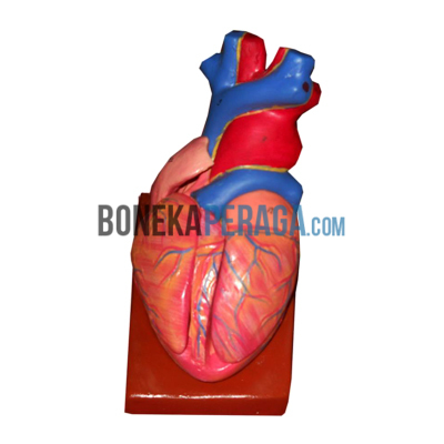 Alat Peraga Anatomi Phantom Lokal Jantung Fiber PJF - 061
