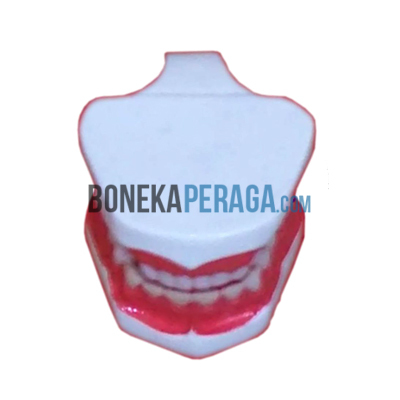 Anatomi Alat Peraga Torso Gigi Dental PGD - 007