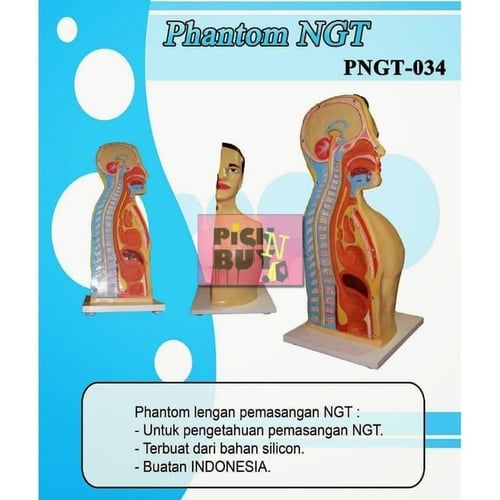 Boneka Manekin Phantom Alat Peraga NGT [PNGT-034]