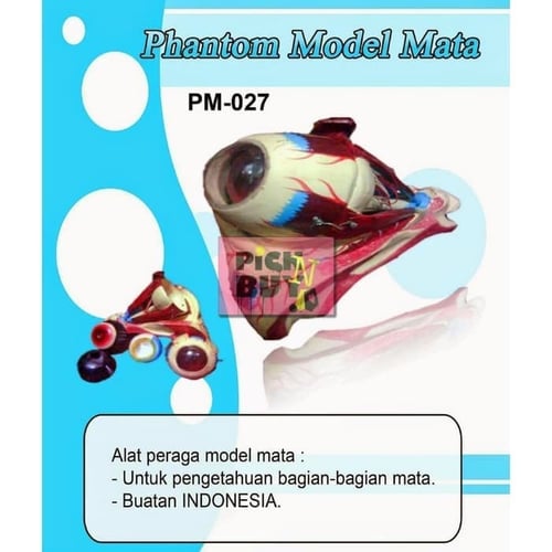 Boneka Manekin Phantom Alat Peraga Model Mata PM-027