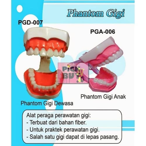 Boneka Manekin Phantom Alat Peraga Gigi Dewasa & Anak [PGD-007]