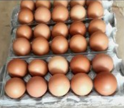 Telur Ayam Negeri  15 kg