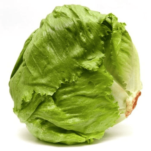 DESTRA AGRO Lettuce Head 10 Gr