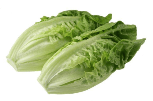 DESTRA AGRO Lettuce Romaine 10 Gr