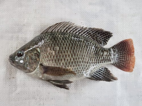 Ikan Nila Hitam Bangkok - CALL; 0857-9988-2700 - Maju Jaya Bersama