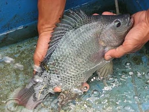 Ikan Nila Hitam Kecil - CALL; 0857-9988-2700 - Maju Jaya Bersama
