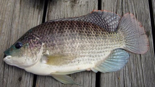 Ikan Nila Hitam Gesit - CALL; 0857-9988-2700 - Maju Jaya Bersama