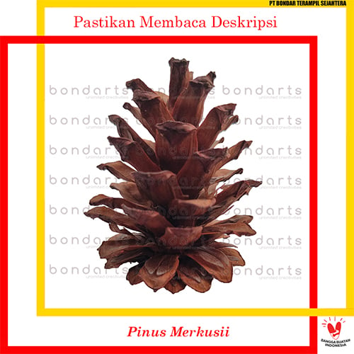 Bunga Pinus Kering 20 pcs Buah Pinus Merkusii Dried Pine Cone
