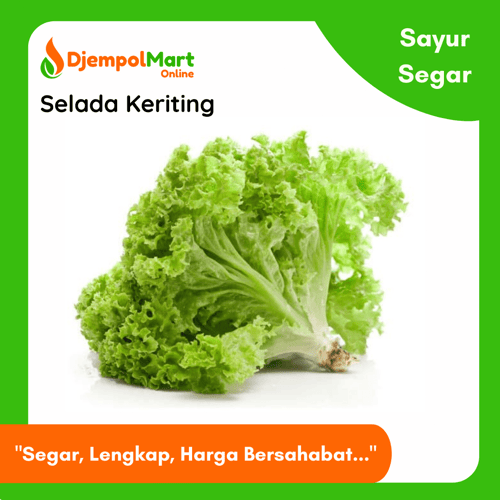 Selada keriting segar 250Gr