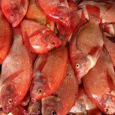 Ikan Nila Merah Fresh 1KG