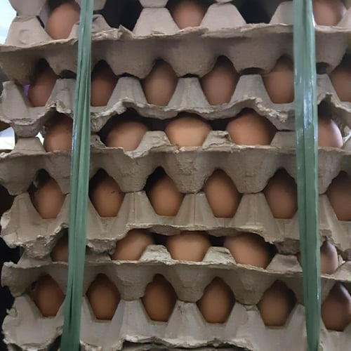 Telur Ayam Negeri 10 kg