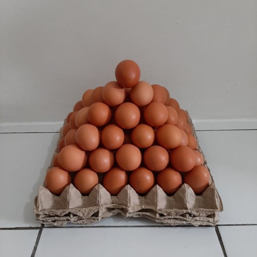 Telur Ayam Negeri 5 Kg bergizi