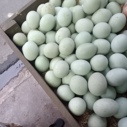 Telur Telor Bebek Fresh 1 Pcs - Duck Egg Mentah Murah
