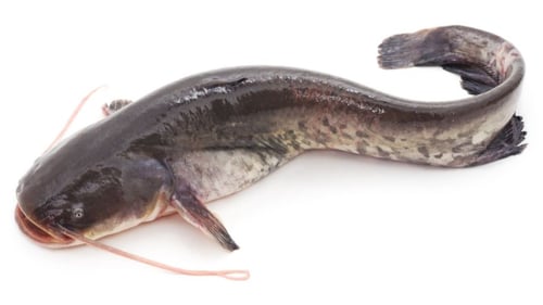 Ikan segar daging 3kg order pakai Ojol lokal - Ikan Lele