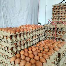 Telur Ayam Kampung 5 kg
