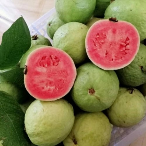 red guava,jambu biji merah 5kg