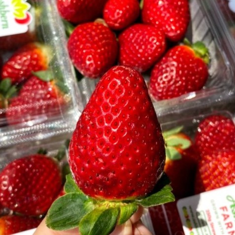 JUMBO Strawberry grade A 1kg Fresh Frutin Stroberi Premium