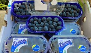 Blueberry Jumbo Australia Fresh import buah segar 1box isi 12pack