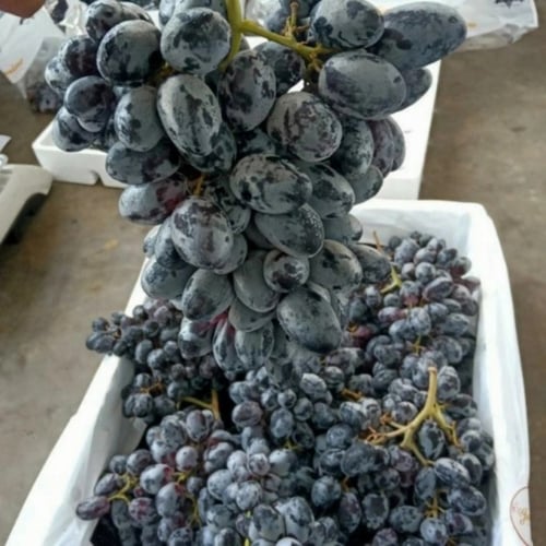 buah anggur hitam fresh - 1 kg