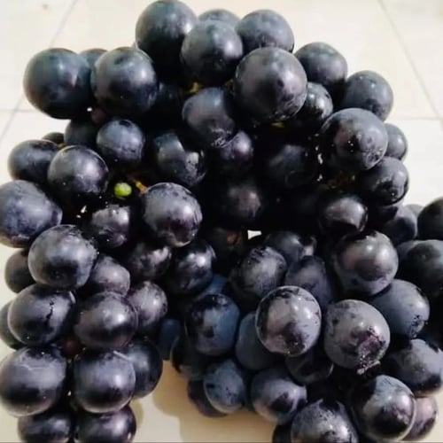 Anggur Black Sweet Sapphire (1 Kilo)