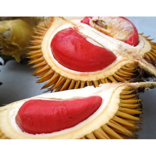 Durian Durian Red Tanaman Merah